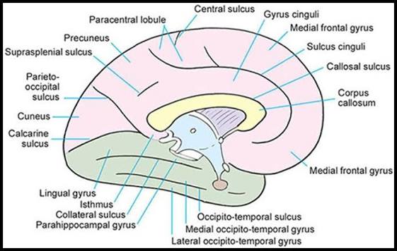 Medial surface of cerebral hemisphere showing parietal and occipital landmarks