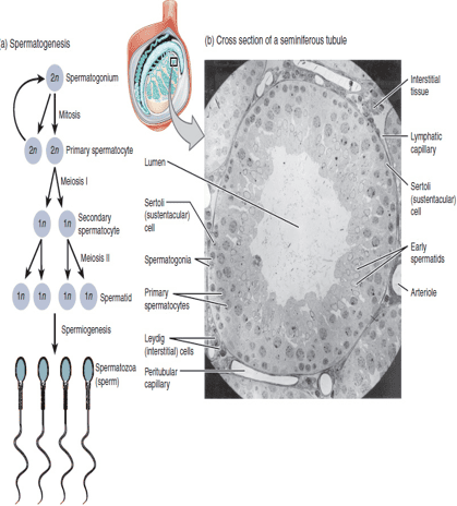 Process of Spermatogenesis and Cross Section of Seminiferous Tubule
