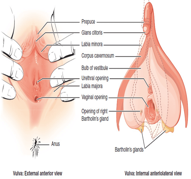 Anatomy of the Vulva (External and Internal Views)