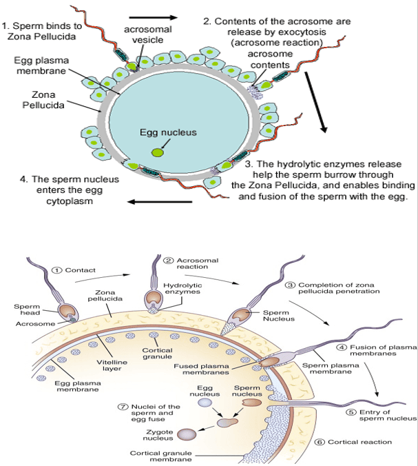Acrosome Reaction and Fertilization Sequence Diagram