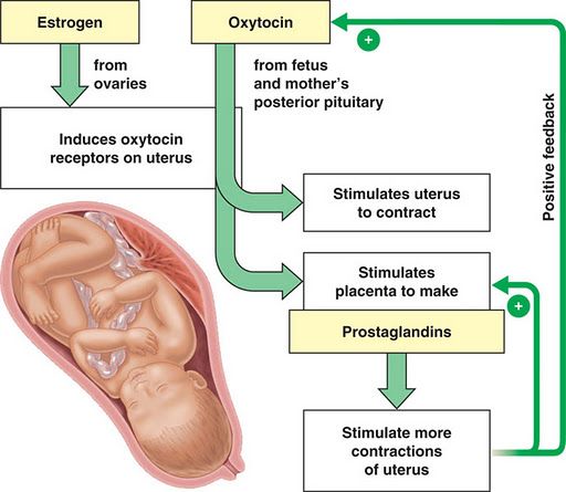 Initiation of Labor Hormonal Flowchart