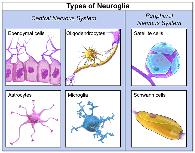 Glial cells in CNS and PNS