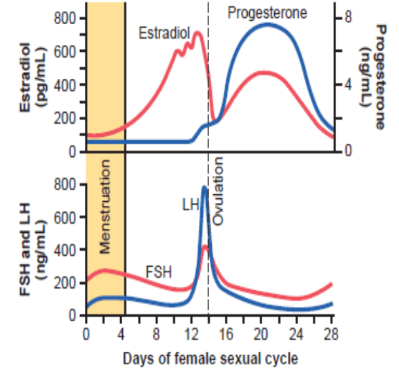 Gonadotropins and Ovarian Hormones Curve During Menstrual Cycle
