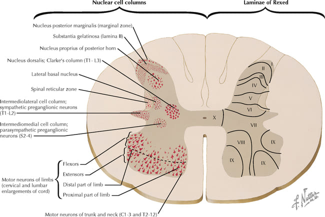 Spinal Cord Gray Matter Cytoarchitecture