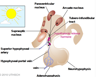 Hypophyseal portal system regulating anterior pituitary secretion