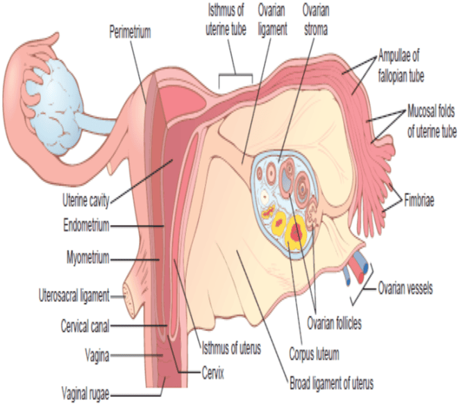 Internal structures of the uterus, ovary, and a uterine tube