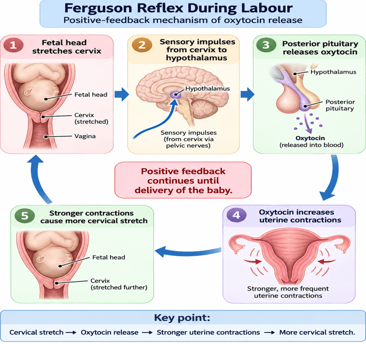 Ferguson Reflex Positive Feedback Loop During Labour