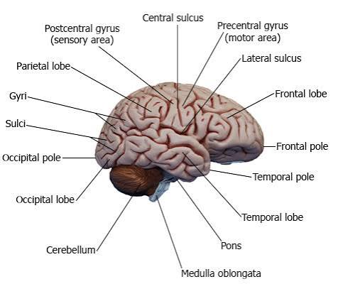 Brain, lateral view showing Cerebrum and Cerebellum