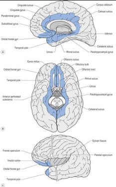 Limbic lobe highlighted on medial and ventral brain surfaces