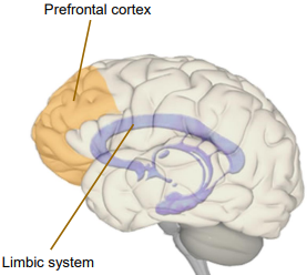 Prefrontal Cortex and Limbic System