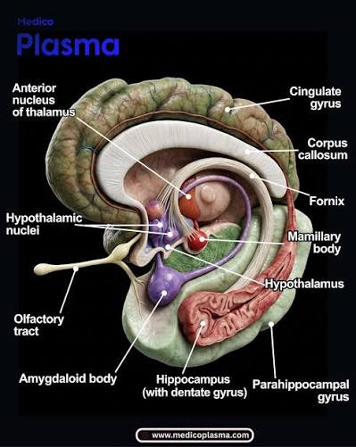 Limbic system 3D anatomical layout