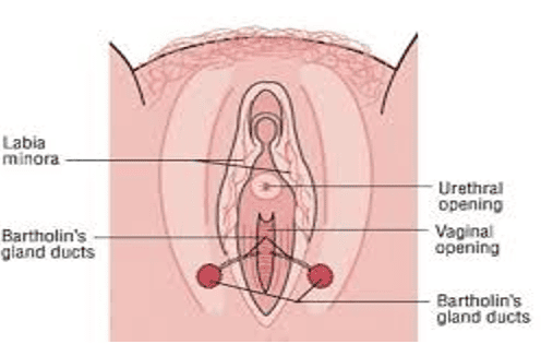 Anatomy of Female External Genitalia, Vestibule, and Bartholin Glands