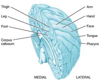 Coronal Section Somatotopic Mapping