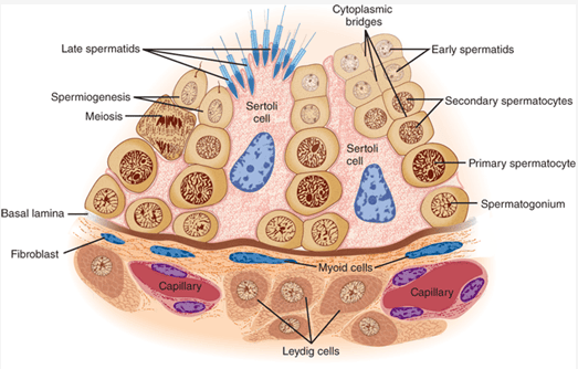 Histological cross section of testis and seminiferous epithelium