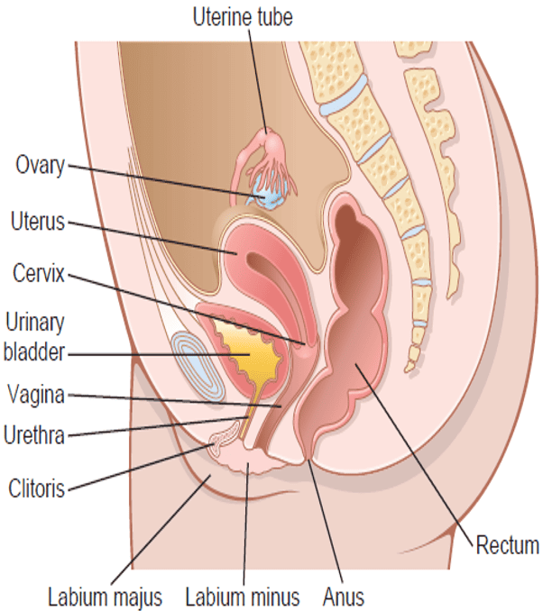 Female Pelvic Anatomy Midsagittal Section
