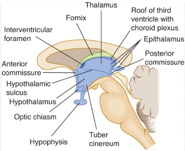 Midsagittal section of the diencephalon and third ventricle