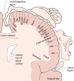 Motor Homunculus on Precentral Gyrus