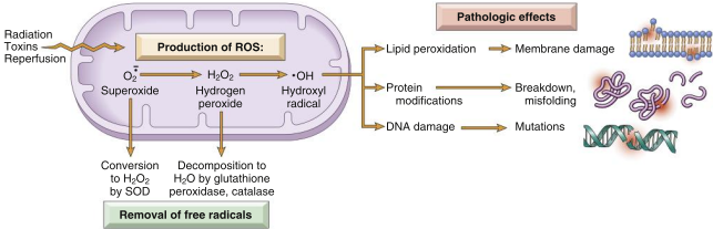 Robbins Figure 2-17 showing generation, breakdown, and pathological effects of ROS