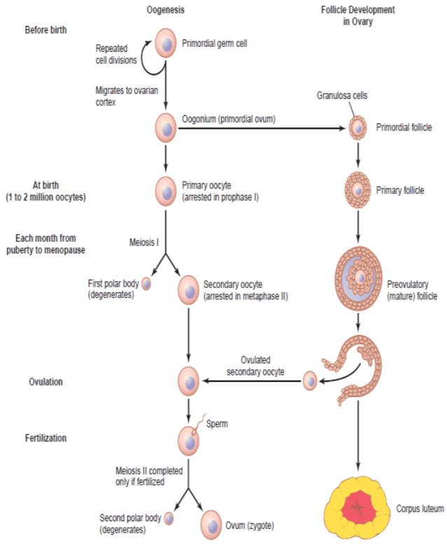 Oogenesis and Follicular Development Meiotic Stages