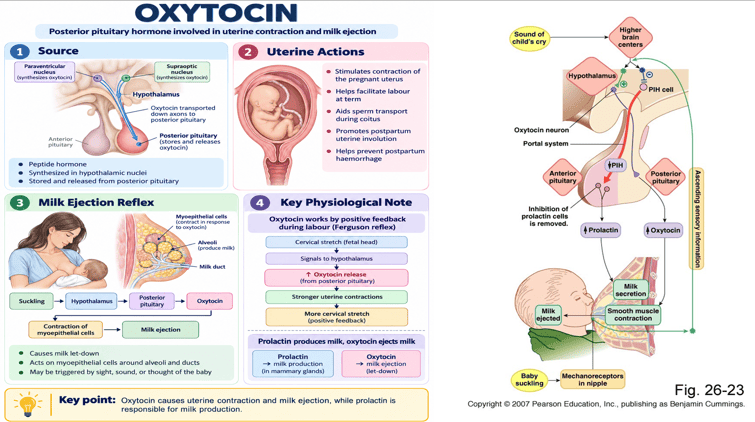 Oxytocin Synthesis, Uterine Actions, and Milk Ejection Reflex