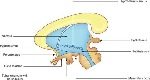 Subdivisions of the diencephalon surrounding the third ventricle