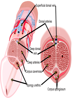 Anatomy of Erectile Bodies in the Penis Diagram