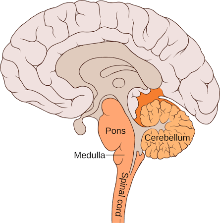 Medial view of hemisected brain showing Midbrain, Pons, and Medulla oblongata