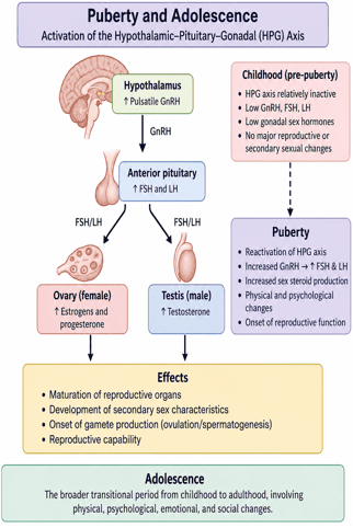 Puberty and Adolescence HPG Axis Activation Diagram