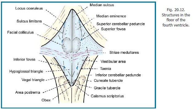 Dorsal surface of brainstem and rhomboid fossa