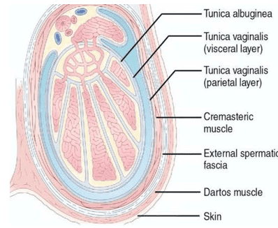 Scrotal Layers and Thermoregulatory Muscles Diagram