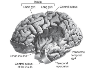 Insula anatomical dissection showing short and long gyri