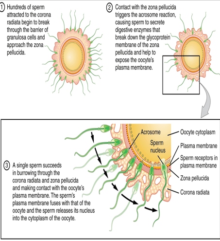 Contact Between Sperm and Oocyte Illustration
