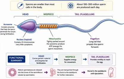 Structure of a Mature Sperm Cell Diagram