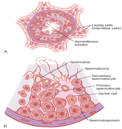 Cross section of seminiferous tubule and stages of sperm development