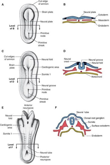 Diagrams illustrating the dorsal aspect of the human embryo
