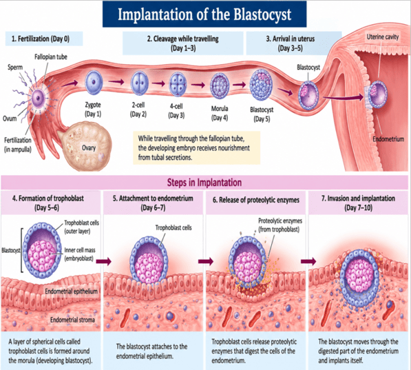 Steps in Blastocyst Implantation Diagram