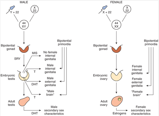 Summary of normal sex determination, differentiation, and development in humans