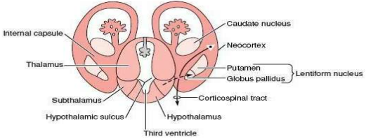 Forebrain development transverse section