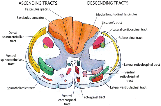Spinal Cord White Matter Tracts and Topography