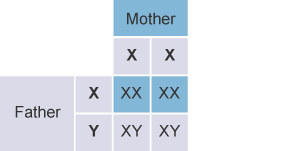 X and Y Chromosomes and Sexual Differentiation Diagram
